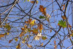 Herfstbladeren aan een boom, illustratief beeld bij het opruimen van herfstblad
