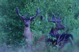 damhertenivn oostveluwe1