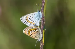 geef vlinders het leven geldersch landschap en kasteelenronald oost
