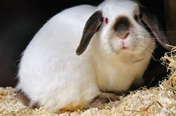Jills.1. Dierentehuis Arnhem