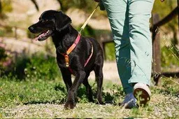 hills-pets-walkable-cities