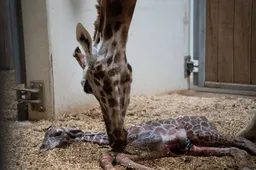 Geboorte-giraffe-4