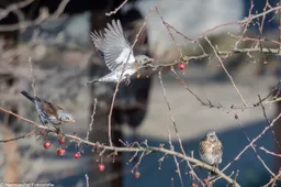 Kramsvogels aan het ontbijt.herman hendriks.-9109