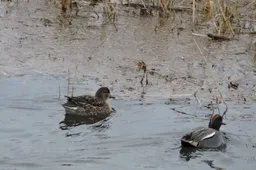 Koppeltje wintertalingen Foto.SLN