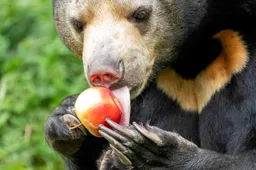 Maleise-beer-met-appel-1-Foto-Mira-Meijer(1)