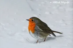 Roodborstje in de sneeuw Dick van Breda