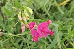 Wilde planten cursus.Aardaker(1)