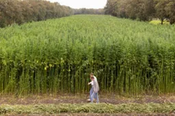 Vezelhennepproef.Rutger Pauw
