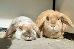 Major-Piet-0605-Bob-0606