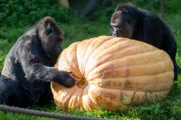 Reuze pompoen.1..2026.Mira Meijer. Burgers' Zoo