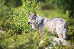 istock wolf in nature 176404660 5304x3536