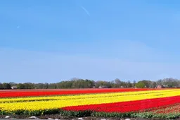 tulpen