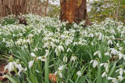 krokus jan buurma scaled