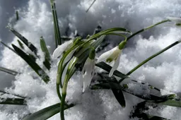 snowdrops 1271692 960 720 sneeuwklokjes sneeuw