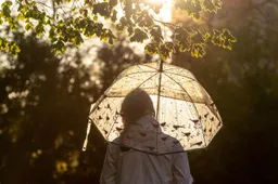 umbrella 6239364 1280 paraplu regen zon 12138562 from pixabay