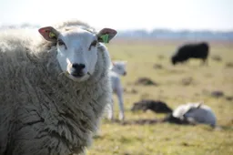 nature field countryside wildlife herd pasture 817254 pxherecom