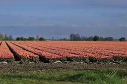 bloemenveld jan