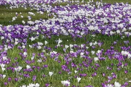 krokus