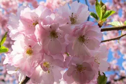 nature g6af730710 1920 lente bloesem bloemen 915x518