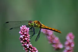 swamp heath dragonfly 5397149 1280