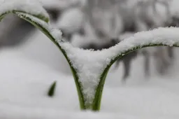 snowdrop-5994236_1280