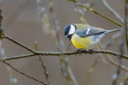 chiemseherin-great-tit-8620223_1280