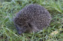 wheem-lo06815-egel-mark-zekhuis