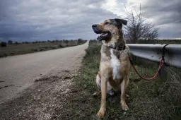 Chi abbandona animali in strada rischia fino a 7 anni di carcere
