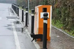 Idea folle per rallentare gli automobilisti, finti gatti neri sugli autovelox