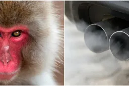 Test sulle scimmie in Germania: emergono nuovi dettagli