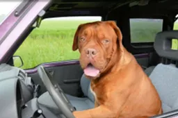 Texas: cane al volante tampona un’auto in un parcheggio