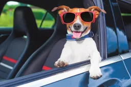 Fresca Foglia Dog, il profumatore per auto dedicato agli amici a quattro zampe