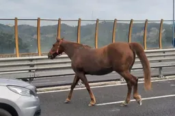 Cavallo in tangenziale: l’animale vagava libero nel traffico [VIDEO]