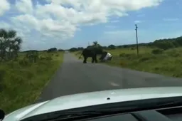 Un elefante ha pensato bene di ribaltare un SUV durante un Safari in Africa [VIDEO]