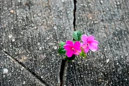 #500NatureChallenge: Fiat 500 elettrica diventa testimonial della campagna social