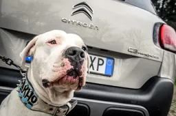 Citroen lancia “Pet a Porter”, un kit completo per gli amici a quattro zampe