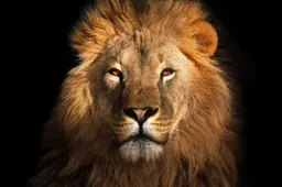 Peugeot forte nelle vendite del primo semestre 2018 grazie alla gamma SUV