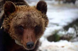 L'orso Juan Carrito investito tragicamente da una Golf: la vicenda