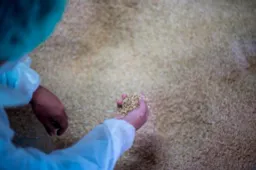 La SEAT Arona è la prima auto ad utilizzare componenti creati a partire dal riso