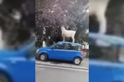 Sopra la Fiat Panda la Capra campa... e ci mangia [VIDEO]