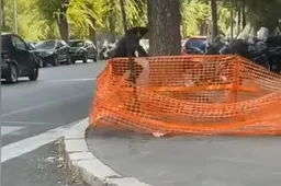 Renato Zero lascia la Classe G sulle strisce e cade: il tombino no, non l'avevo... considerato [VIDEO]