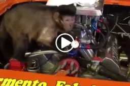 Scimmia meccanico: il video che spopola sul web