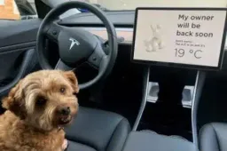 Dog Mode, così Tesla pensa agli amici a quattro zampe