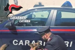 Usa il cane come antifurto chiuso in auto: salvato dai carabinieri, denunciato il proprietario