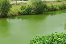 blauwalg