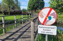 csm artikel 1 hoofdartikel rattenoverlast jv gemeentenieuws week 19 8ee3a82a0b