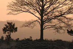bos heide luchten afb 027 - nc veluwe