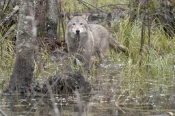 wolf-st-15-jpg-sd-high-photo-by-cees-van-kempen-915x518-1