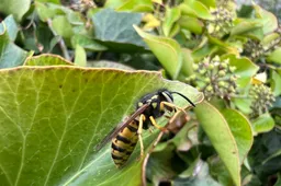Duitse wesp - Vespula germanica werkster op klimop zijaanzicht rechts - Nathan Veenstra