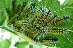 bestrijding eikenprocessierups